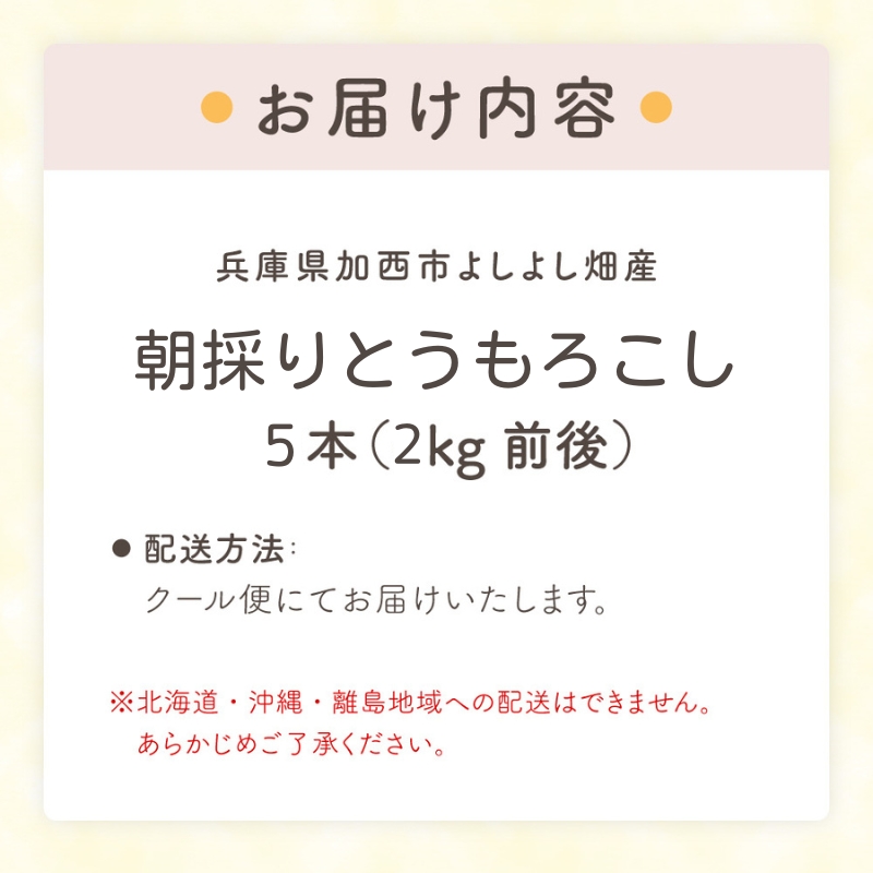 朝どれとうもろこし 5本～20本 約2～8kg前後 冷蔵 クール便 とうもろこし 季節の野菜 旬の野菜 新鮮 トウモロコシ 農家直送 夏野菜 野菜 お届け：2024年6月中旬～2024年7月上旬