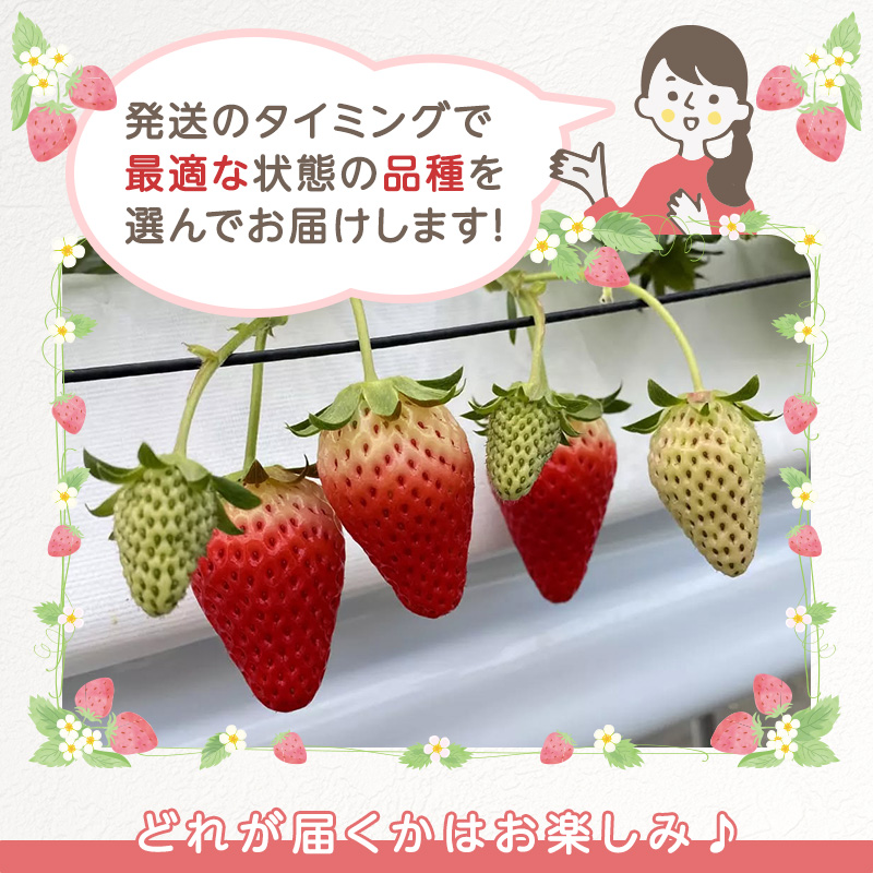 縺縺。縺斐4繝代ャ繧ッ 蜈オ蠎ォ逵 蜉隘ソ蟶 譫懃黄鬘 闍コ 繧、繝√ざ 譫懃黄隧ー蜷医○ 繝輔Ν繝シ繝
