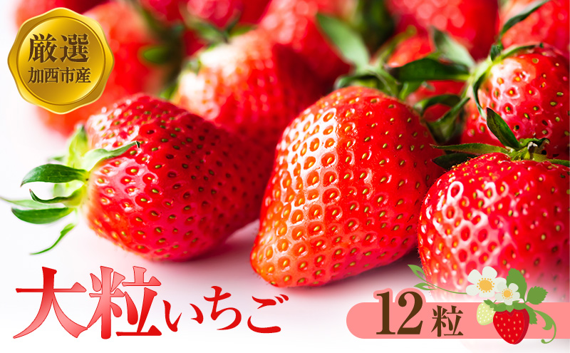 【厳選大粒いちご】 12粒 加西市産  あきひめ やよい姫 あまクイーン 紅クイーン 果物 フルーツ デザート