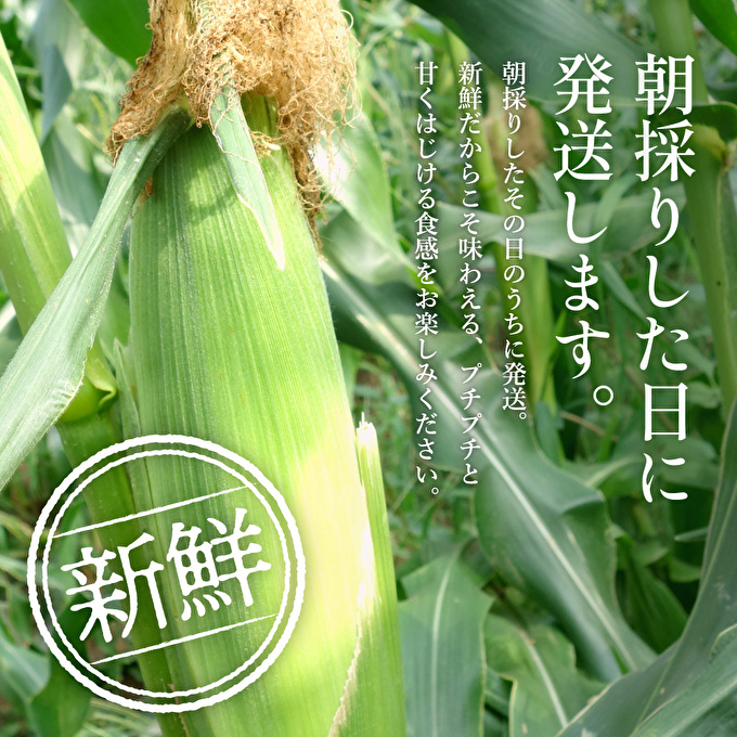 朝どり とうもろこし 15本（6kg前後）よしよし畑 農家直送
