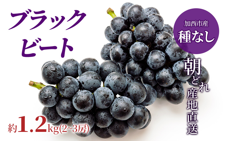ブラックビート 2～3房 セット  ぶどう 種無し 皮ごと 兵庫県産 大粒 農家直送 果物 果物類 フルーツ デザート ブドウ 詰め合わせ 甘い 粒 糖度