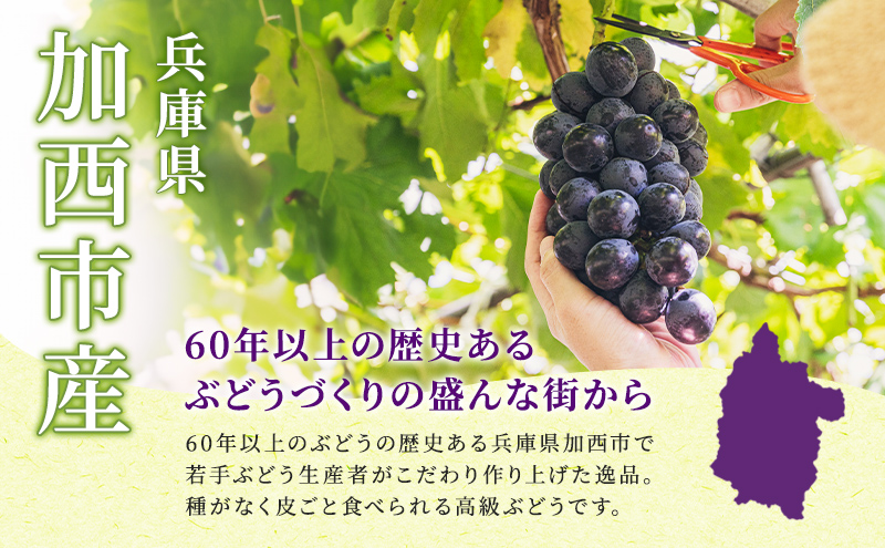 ブラックビート 2～3房 セット  ぶどう 種無し 皮ごと 兵庫県産 大粒 農家直送 果物 果物類 フルーツ デザート ブドウ 詰め合わせ 甘い 粒 糖度
