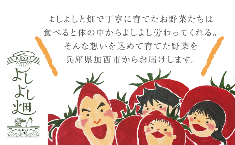 トマト 中玉 800g～1kg よしよし畑のあま～いトマト とまと 季節の野菜 旬の野菜 新鮮 農家直送 夏野菜 野菜 お届け：2024年11月中旬～2025年5月下旬