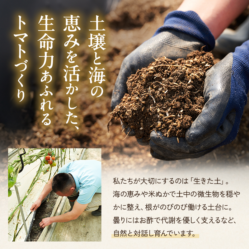 トマト 中玉 800g～1kg よしよし畑のあま～いトマト とまと 季節の野菜 旬の野菜 新鮮 農家直送 夏野菜 野菜