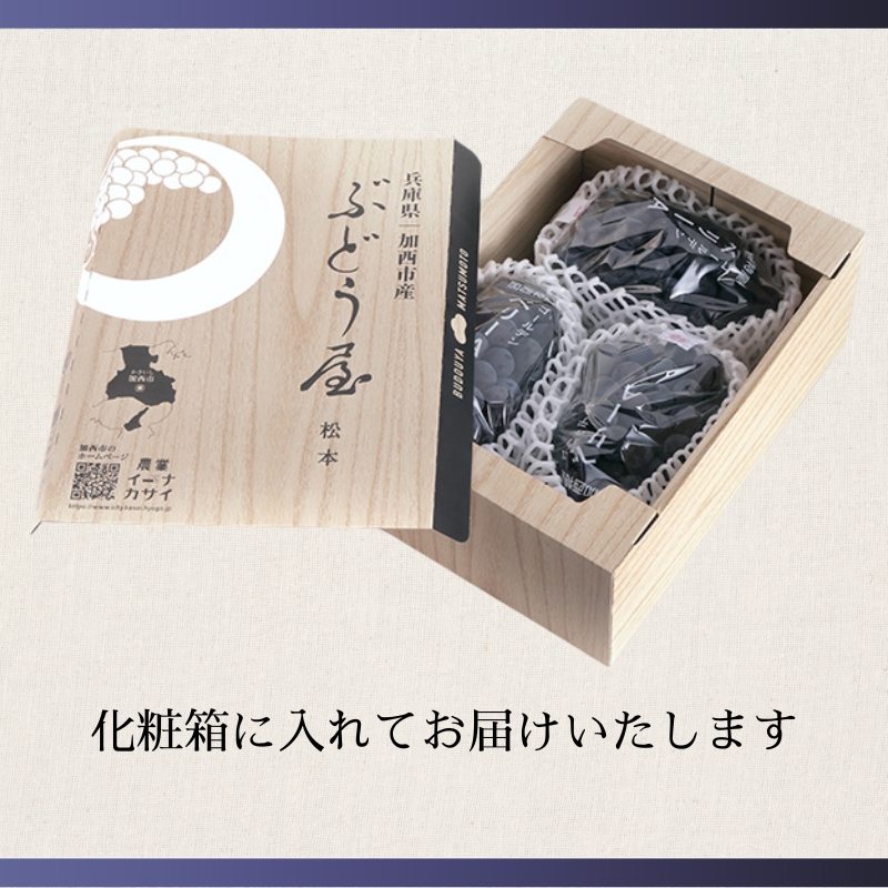 ゴールデンベリーA 約2kg 3～5房 【2025年産 予約受付】 ぶどう ブドウ 葡萄 お取り寄せ フルーツ 果物 種なし 甘い おすすめ 美味しい 選果場直送 送料無料 ギフト 贈答 兵庫県