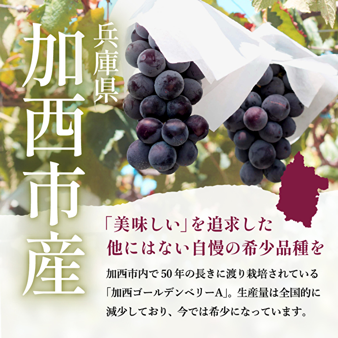 ゴールデンベリーA 約2kg 3～5房 【2025年産 予約受付】 ぶどう ブドウ 葡萄 お取り寄せ フルーツ 果物 種なし 甘い おすすめ 美味しい 選果場直送 送料無料 ギフト 贈答 兵庫県