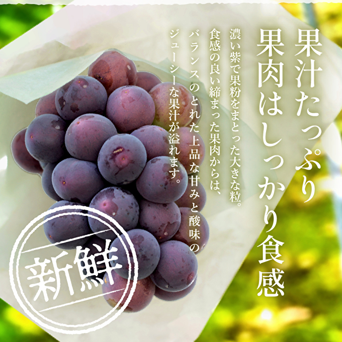 ゴールデンベリーA 約2kg 3～5房 【2026年産 予約受付】 ぶどう ブドウ 葡萄 お取り寄せ フルーツ 果物 種なし 甘い おすすめ 美味しい 選果場直送 送料無料 ギフト 贈答 兵庫県