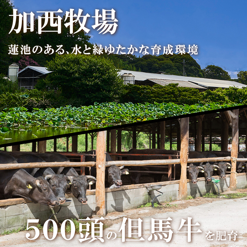 神戸牛カレー 2缶 缶詰 神戸牛 インスタントカレー レトルトカレー 防災食