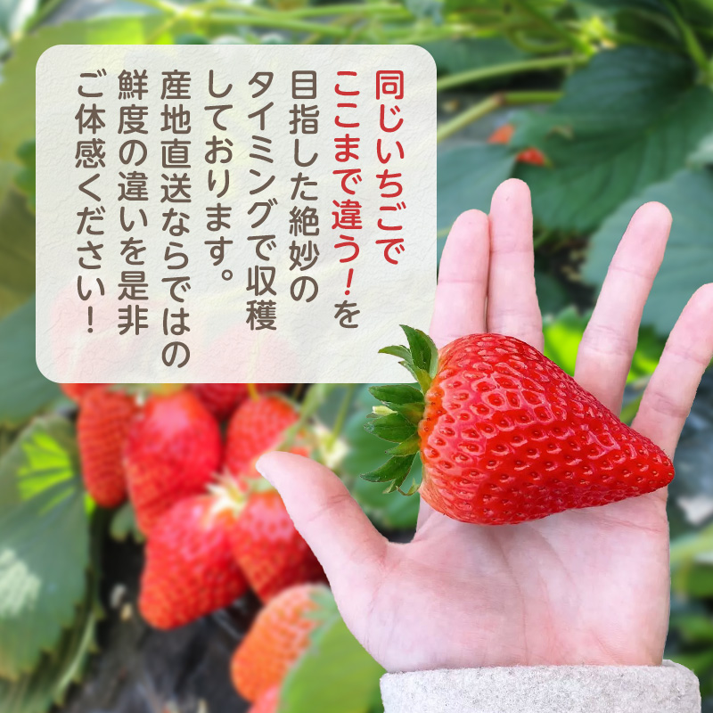 縺縺。縺斐4繝代ャ繧ッ 蜈オ蠎ォ逵 蜉隘ソ蟶 譫懃黄鬘 闍コ 繧、繝√ざ 譫懃黄隧ー蜷医○ 繝輔Ν繝シ繝