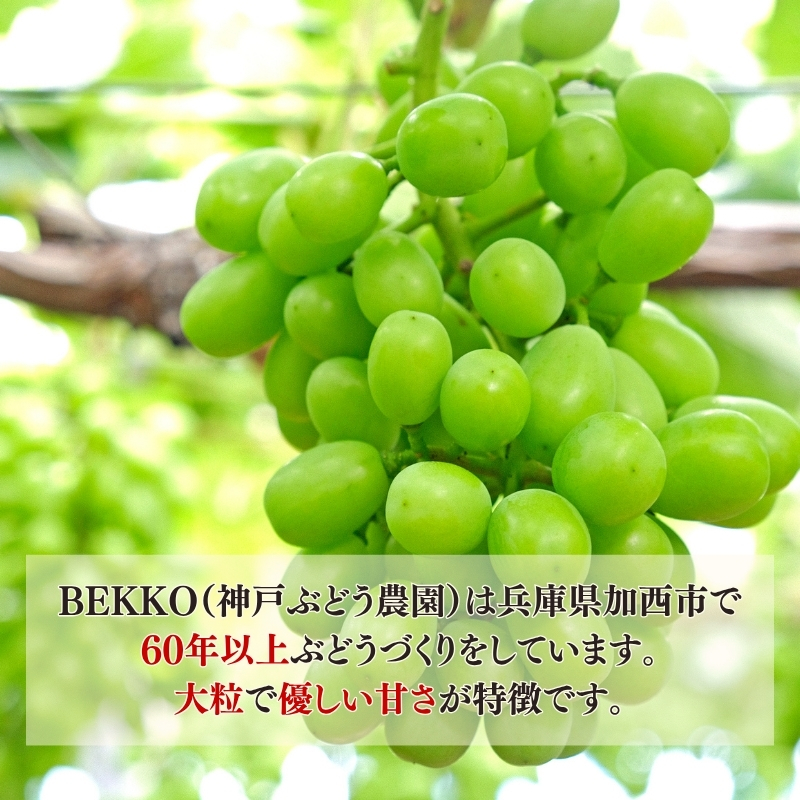 シャインマスカット 約2kg以上（3房）朝採れ ぶどう セット 詰め合わせ 産地直送 フルーツ 食べごたえ満点 兵庫県 加西市