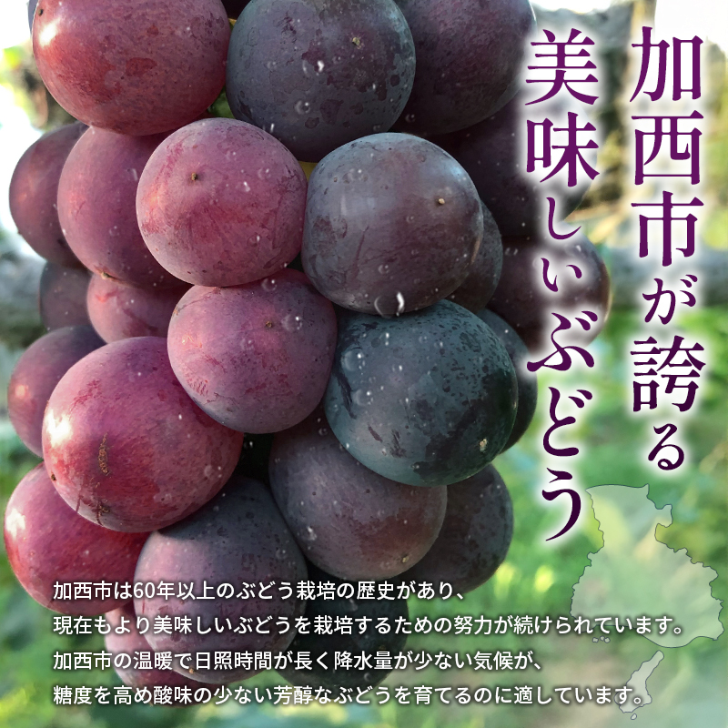 8月発送｜採れたて旬のぶどう 食べ比べ 約2kg（3～4房）セット 詰め合わせ 産地直送 フルーツ 兵庫県 加西市