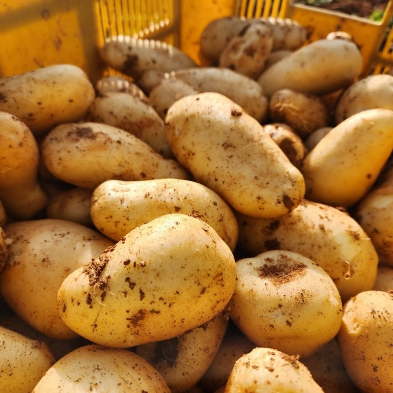 じゃがいも メークイン 5kg 産地直送 野菜 ジャガイモ 芋 赤土 加西市 栄町
