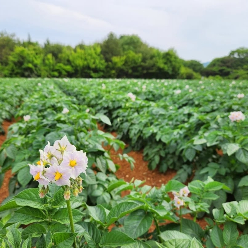 じゃがいも メークイン 5kg 産地直送 野菜 ジャガイモ 芋 赤土 加西市 栄町