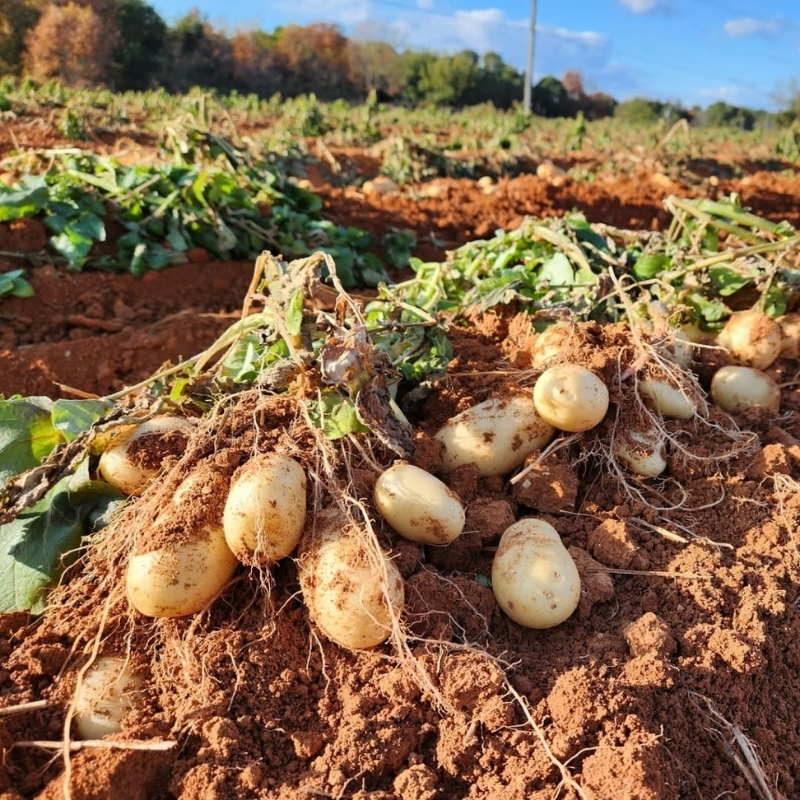 じゃがいも メークイン 5kg 産地直送 野菜 ジャガイモ 芋 赤土 加西市 栄町