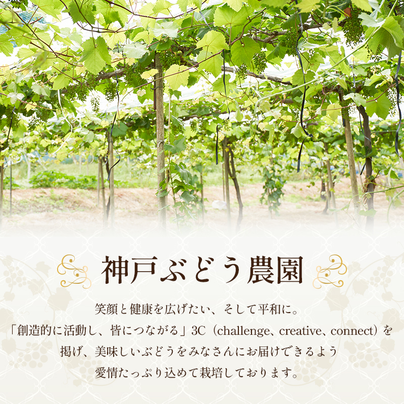 8月発送｜採れたて旬のぶどう 食べ比べ 約2kg（3～4房）セット 詰め合わせ 産地直送 フルーツ 兵庫県 加西市