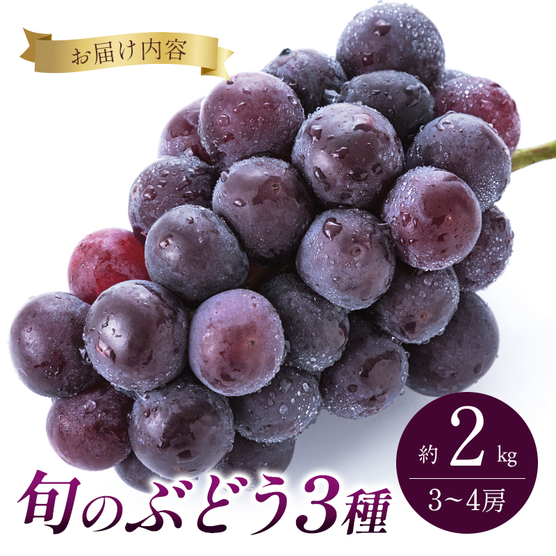 8月発送｜採れたて旬のぶどう 食べ比べ 約2kg（3～4房）セット 詰め合わせ 産地直送 フルーツ 兵庫県 加西市