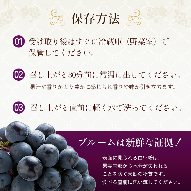 8月発送｜朝採れ旬のぶどう 2種 食べ比べセット 約1.4kg（2房） セット 詰め合わせ 産地直送 フルーツ 兵庫県 加西市