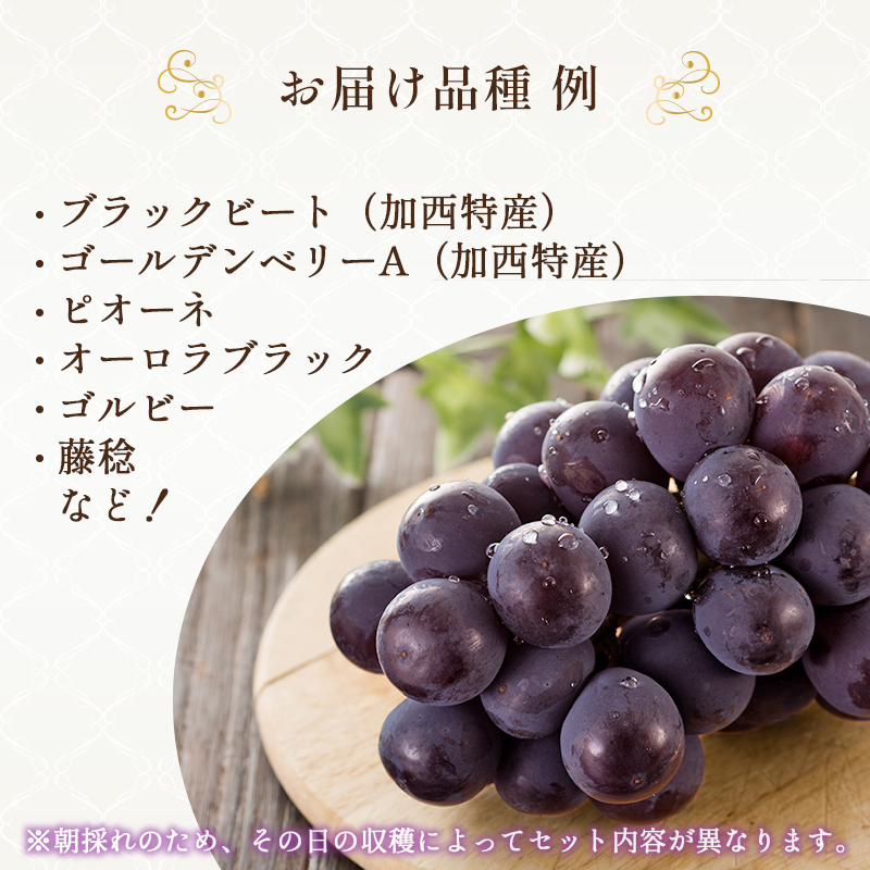 8月発送｜朝採れ旬のぶどう 2種 食べ比べセット 約1.4kg（2房） セット 詰め合わせ 産地直送 フルーツ 兵庫県 加西市