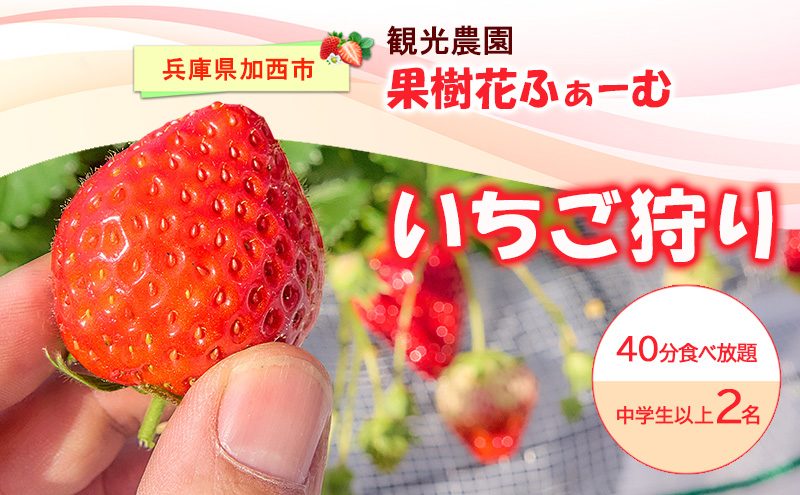 いちご狩り40分食べ放題 中学生以上2名 いちご狩り 食べ放題 40分 いちご イチゴ 苺 観光 レジャー 兵庫県 加西市