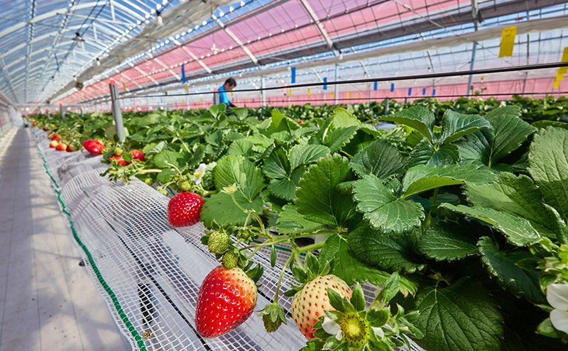 いちご狩り40分食べ放題 中学生以上2名 いちご狩り 食べ放題 40分 いちご イチゴ 苺 観光 レジャー 兵庫県 加西市