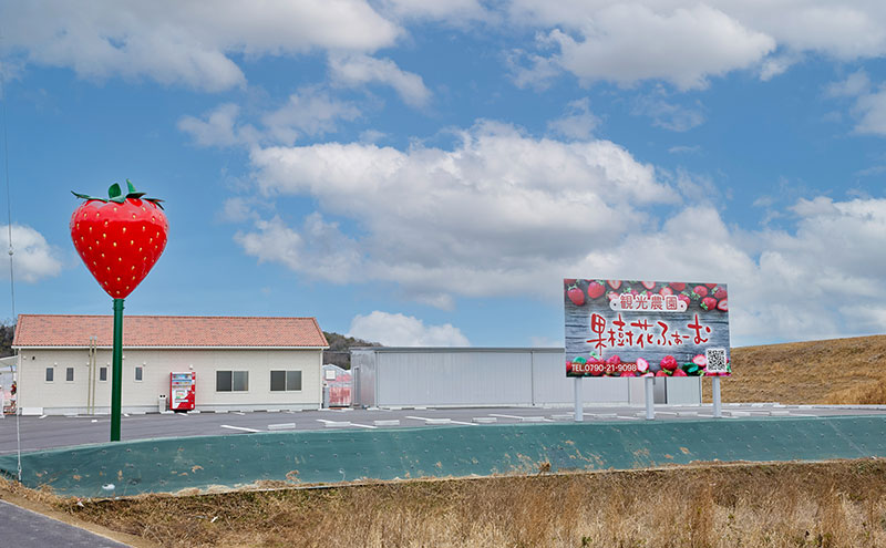 いちご狩り40分食べ放題 中学生以上2名 いちご狩り 食べ放題 40分 いちご イチゴ 苺 観光 レジャー 兵庫県 加西市