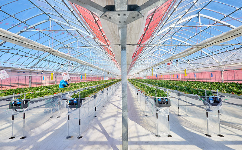 いちご狩り40分食べ放題 65歳以上2名 いちご狩り 食べ放題 40分 いちご イチゴ 苺 観光 レジャー 兵庫県 加西市