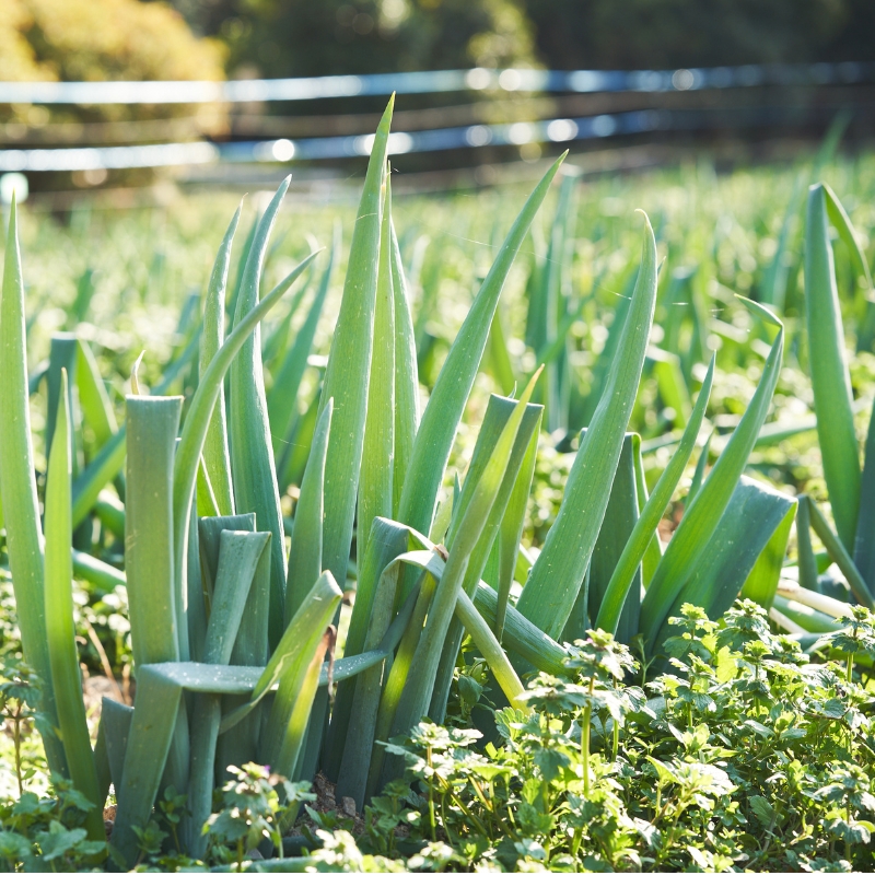 数量限定 テレビで話題！ 極上 ひょうごエヌワン 白ネギ 1kg 4～7本 エヌワン ねぎ 長ネギ 兵庫県 加西市
