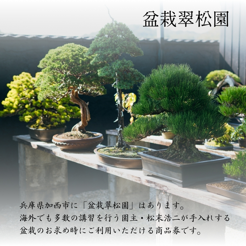 盆栽 翠松園 商品クーポン券 300,000円分 植物 観葉植物 園芸 商品券 兵庫県