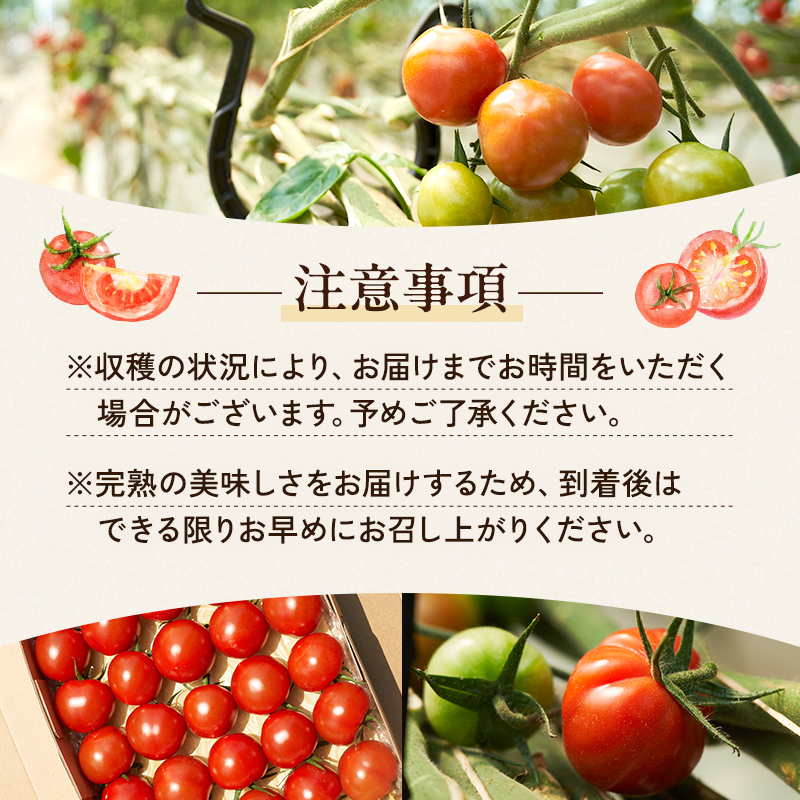 【最旬お届け!!】よしよし畑のあま～い トマト ( 中玉トマト ) 800g ～ 1kg 程度 新鮮 産地直送 冷蔵 とまと おいしい おすすめ ギフト お取り寄せ