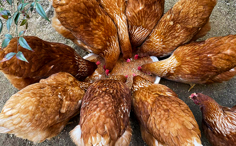 卵 こだわり餌の平飼い鶏の卵 20個(10個×2)パック(有精・無精卵各10個)Mサイズ以上 鶏卵 たまご 平飼い