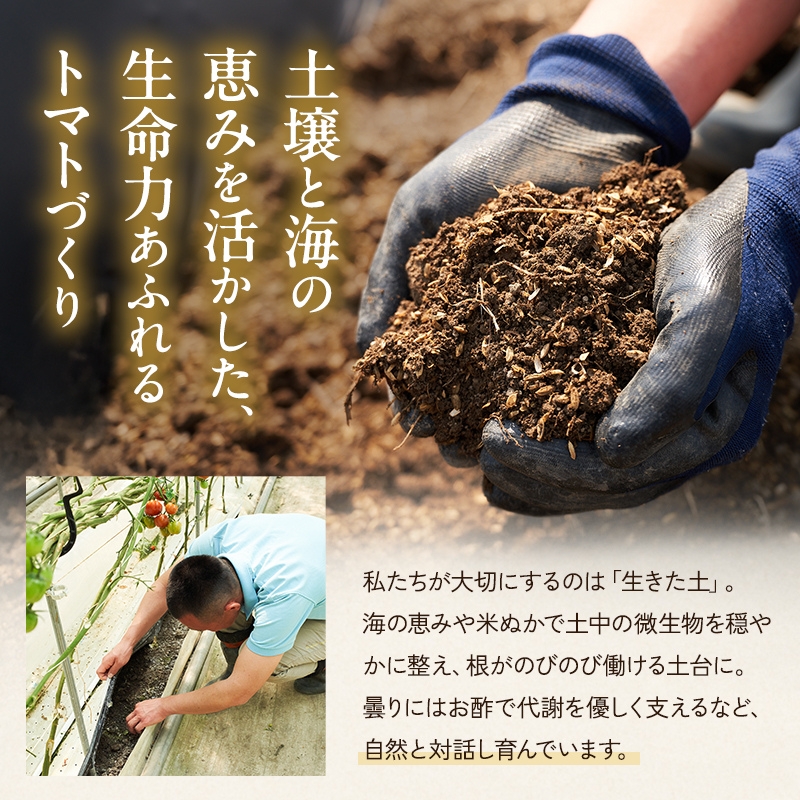日本酒 トマト セット 兵庫県 加西市 富久錦 純青 生酛純米 ＆ よしよし畑 クラフトトマト 中玉 220g×3袋 コタニ酒店 セレクト