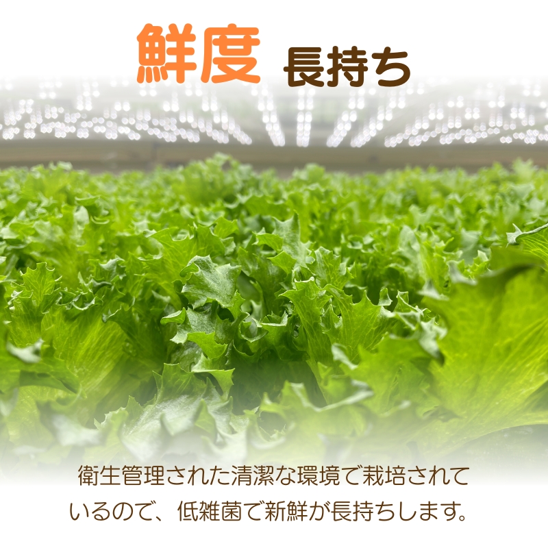 レタス 低カリウムレタス 4個入り カリウム85%カット 洗わず食べられる ビタミンK 植物工場 兵庫県 加西市 リーフレタス 栽培期間中 無農薬