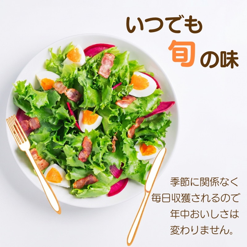 レタス 低カリウムレタス 4個入り カリウム85%カット 洗わず食べられる ビタミンK 植物工場 兵庫県 加西市 リーフレタス 栽培期間中 無農薬