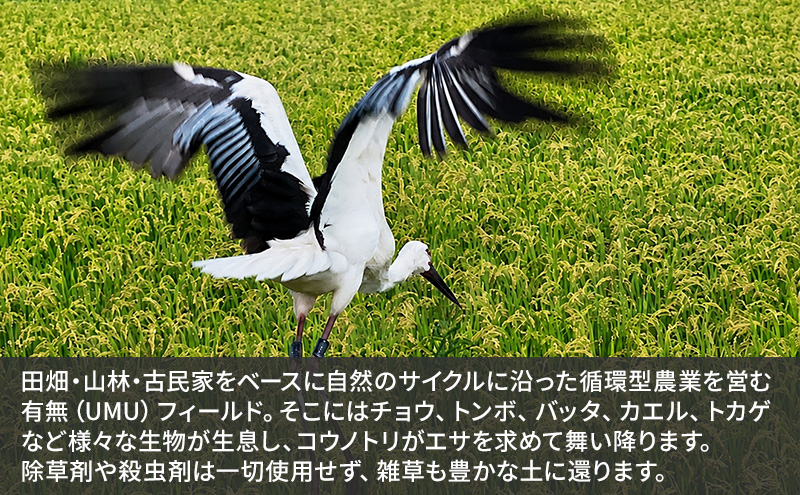 米 コウノトリ舞う田んぼで大自然が育てた