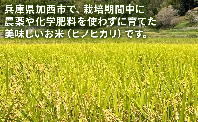 米 コウノトリ舞う田んぼで大自然が育てた