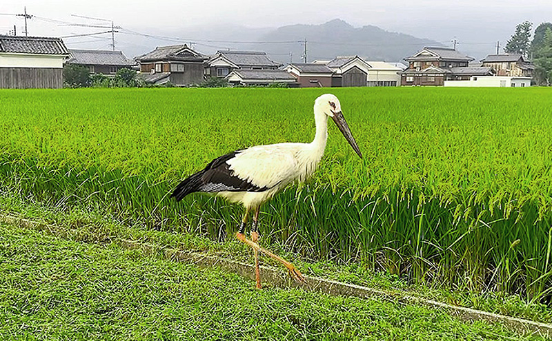 米 コウノトリ舞う田んぼで大自然が育てた