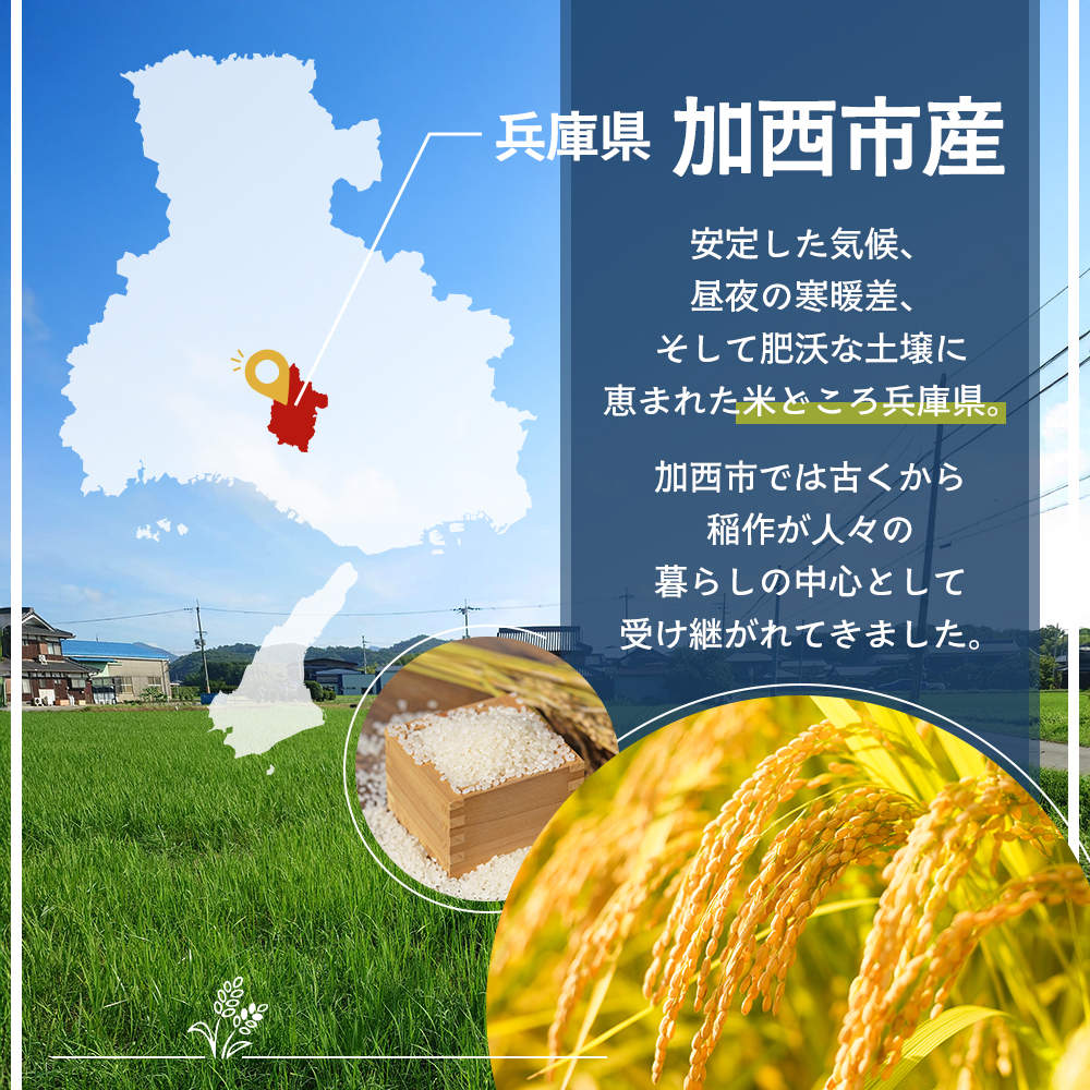 定期便 米 令和8年産 先行受付 しきゆたか 白米 5kg 6か月連続お届け お米 精米 単一原料米 お弁当 おにぎり 冷めても美味しい 農業支援 就労者支援 日用品