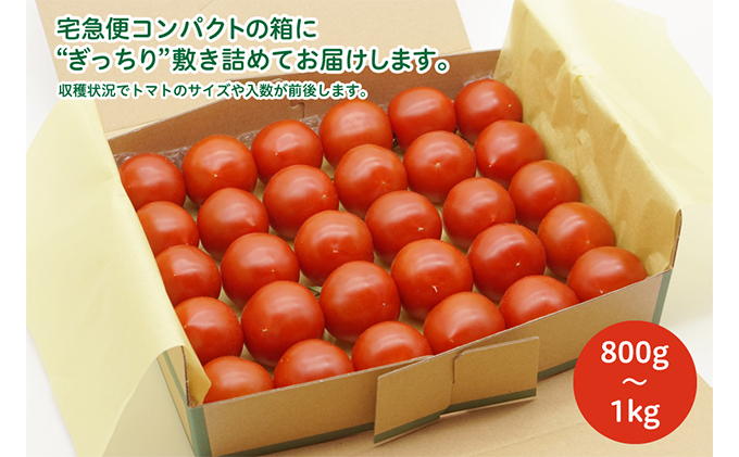 トマト 中玉トマト 800g～1kg 程度 よしよし畑のあま～いトマト 兵庫県産 野菜 とまと 完熟 甘い 糖度 夏野菜 農家直送 美味しい おいしい