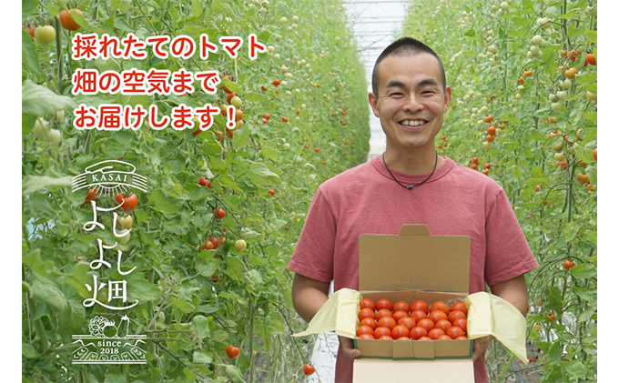 トマト 中玉トマト 800g～1kg 程度 よしよし畑のあま～いトマト 兵庫県産 野菜 とまと 完熟 甘い 糖度 夏野菜 農家直送 美味しい おいしい