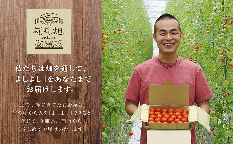 トマト 中玉 800g～1kg よしよし畑のあま～いトマト とまと 季節の野菜 旬の野菜 新鮮 農家直送 夏野菜 野菜 お届け：2024年11月中旬～2025年5月下旬