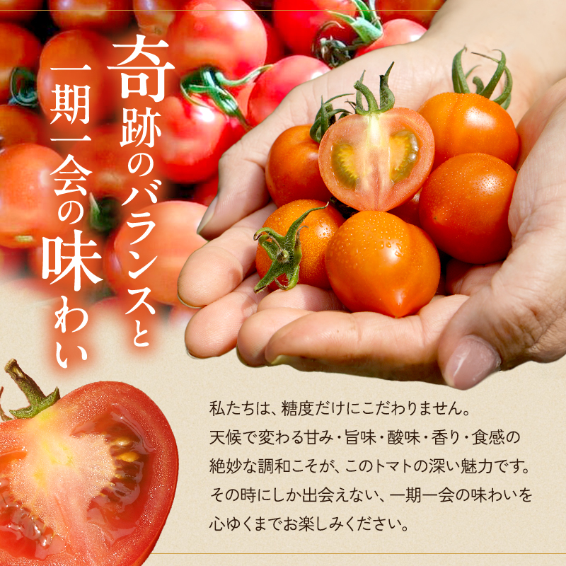 トマト 中玉 800g～1kg よしよし畑のあま～いトマト とまと 季節の野菜 旬の野菜 新鮮 農家直送 夏野菜 野菜