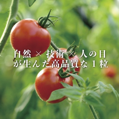 【産地直送】トマト(約3.0kg) 箱 うふふの実 高糖度フルーツトマト　アイメック【常温】【配送不可地域：離島・北海道・沖縄県】【1672592】