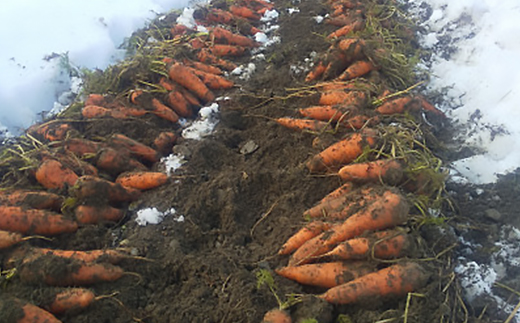 人参ジュース2本セット(養父市産有機人参使用)【1464498】