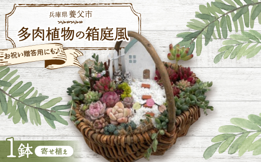 多肉BASE厳選!多肉植物の箱庭風【寄せ植え】1鉢【配送不可地域：離島】【1715898】