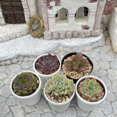 種類はおまかせ!多肉植物の苗セット(5種類アソート)【配送不可地域：離島】【1713107】