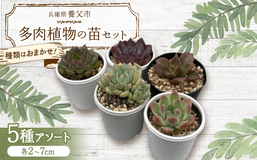 遞ョ鬘槭ッ縺翫∪縺九○!螟夊i讀咲黄縺ョ闍励そ繝繝(5遞ョ鬘槭い繧ス繝シ繝)縲宣埼∽ク榊庄蝨ー蝓滂シ夐屬蟲カ縲代1713107縲