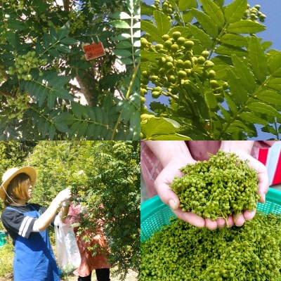 兵庫県養父市産 冷凍朝倉山椒 500g【配送不可地域：離島】【1399259】