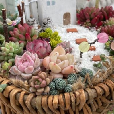 多肉BASE厳選!多肉植物の箱庭風【寄せ植え】1鉢【配送不可地域：離島】【1715898】