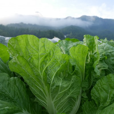 但馬の旬をお届け!採れたて野菜セット(7~8種類)【配送不可地域：離島】【1366309】