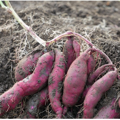 【発送月固定定期便】【6〜12月】但馬の旬をお届け!採れたて野菜セット全7回【配送不可地域：離島】【4086065】